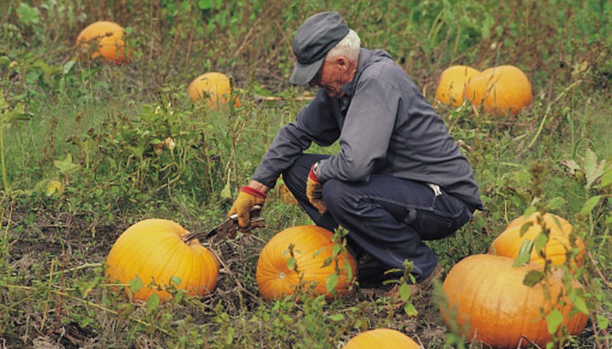Pumpkin patches are always in an open, sunny spot. Pumpkin patches are always in an open, sunny spot.