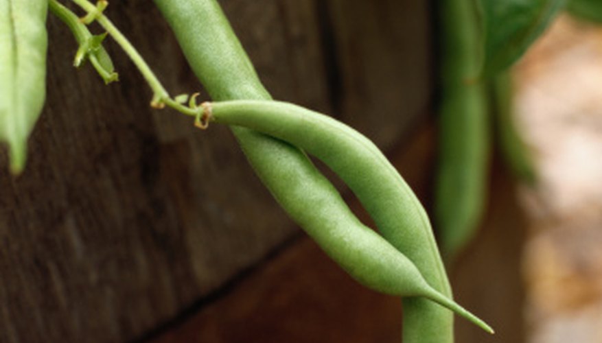 Beans are a popular choice for home gardens. Beans are a popular choice for home gardens.