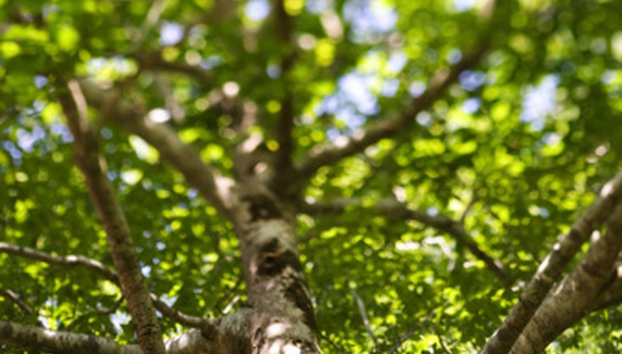 Proper care can prevent tar spot disease on tree leaves. Proper care can prevent tar spot disease on tree leaves.
