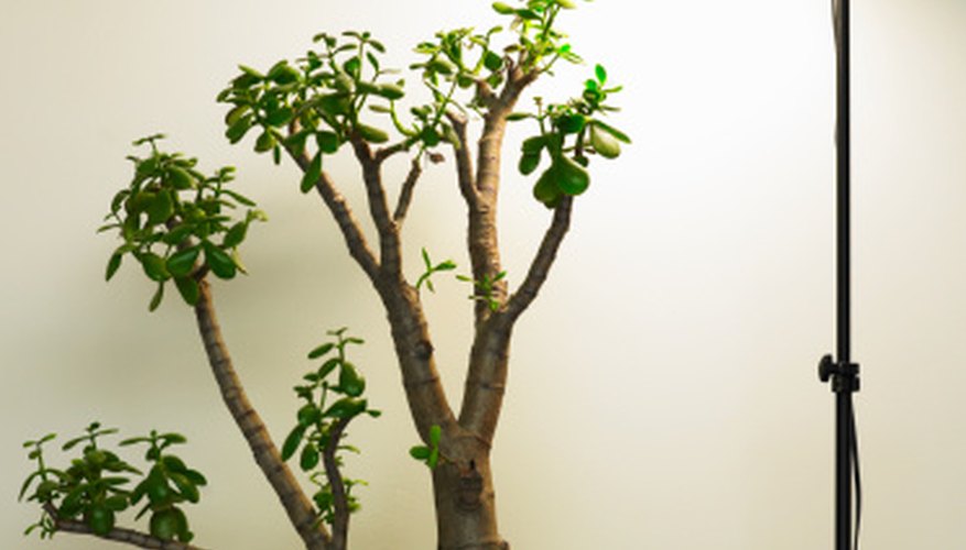 Succulents without leaf stalks, such as jade, grow from leaf cuttings. Succulents without leaf stalks, such as jade, grow from leaf cuttings.