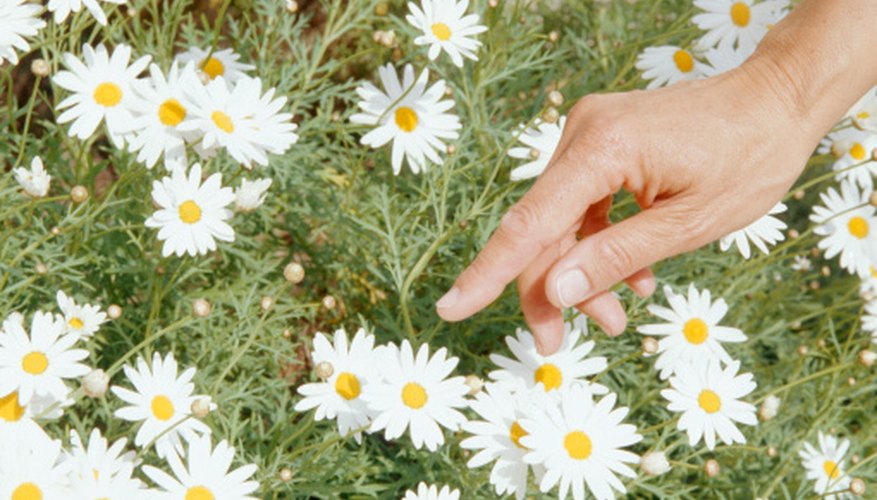 Flowers of German chamomile look similar to small daisies. Flowers of German chamomile look similar to small daisies.