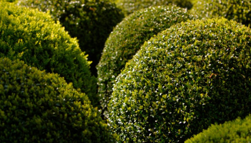 You can create simple hedge sculptures without a guide. You can create simple hedge sculptures without a guide.