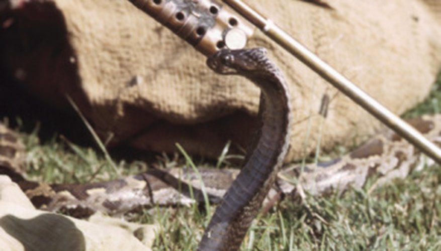 Snakes are not charmed by music, but rather the movement of the flute. Snakes are not charmed by music, but rather the movement of the flute.