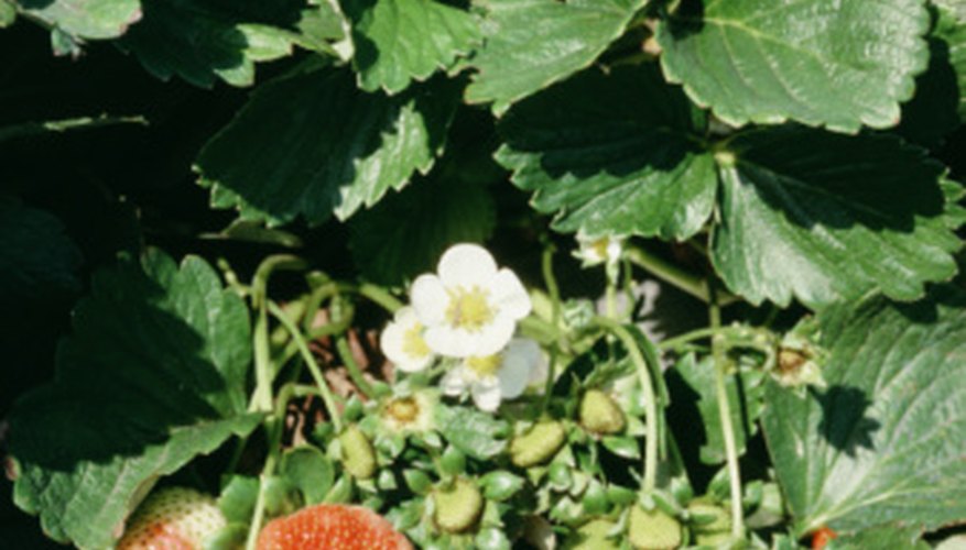 Leaves of strawberry plants create canopies that prevent weed growth. Leaves of strawberry plants create canopies that prevent weed growth.