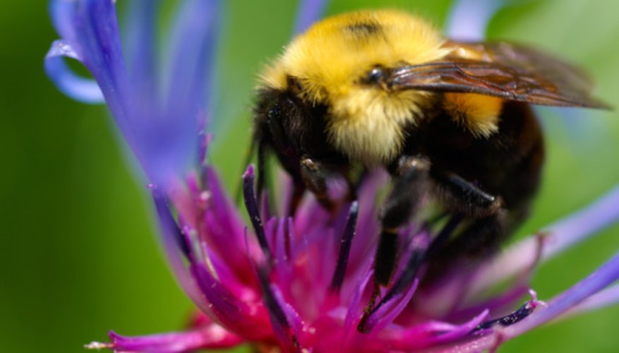 Bumblebees perform an important service in the garden. Bumblebees perform an important service in the garden.