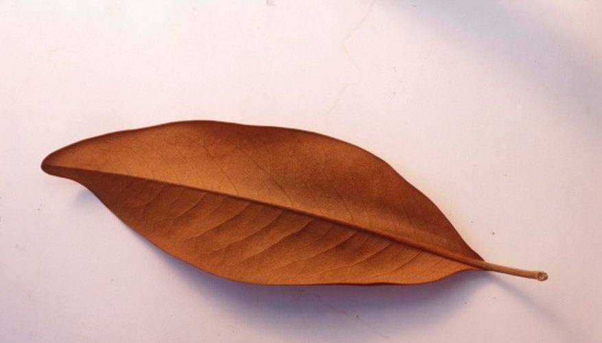 Paint magnolia leaves and pods gold for a decorative accent in wreaths. Paint magnolia leaves and pods gold for a decorative accent in wreaths.