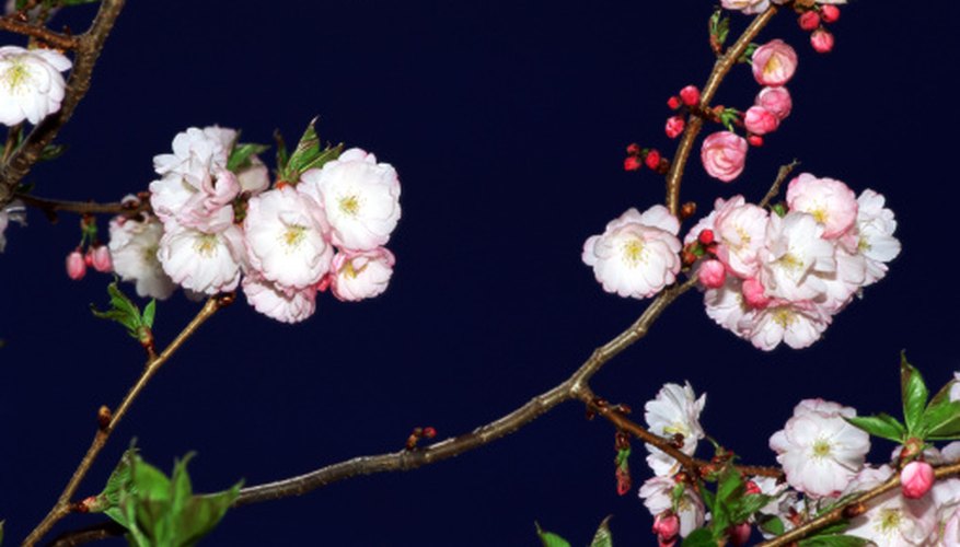Crabapple trees sometimes lose their leaves prematurely. Crabapple trees sometimes lose their leaves prematurely.