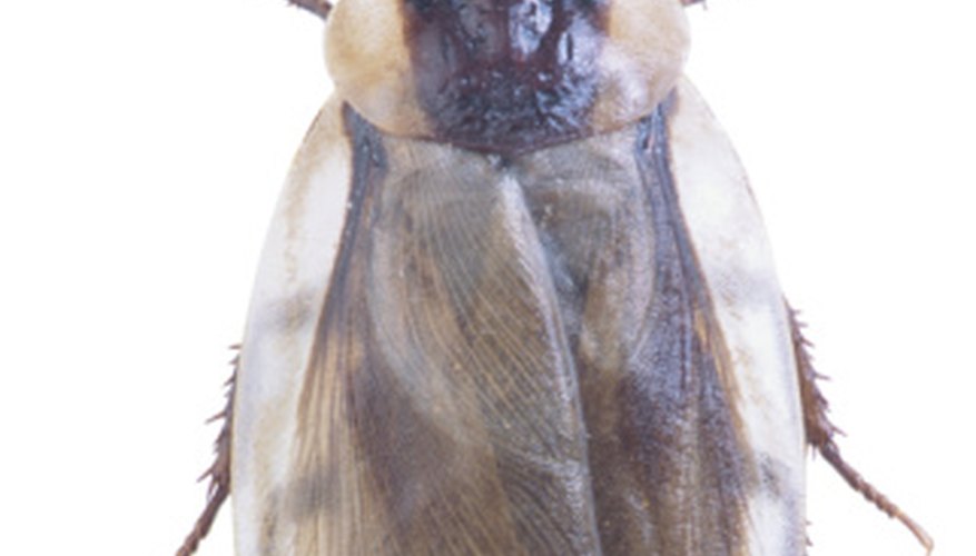 Some species of flying roaches can soar distances of more than 100 feet. Some species of flying roaches can soar distances of more than 100 feet.