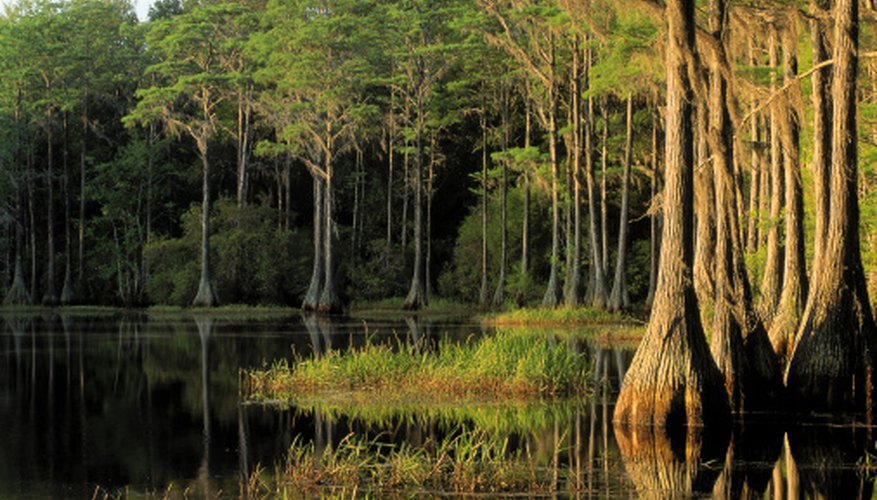 Cypress trees are native to wetlands and are essential in filtering pollutants. Cypress trees are native to wetlands and are essential in filtering pollutants.