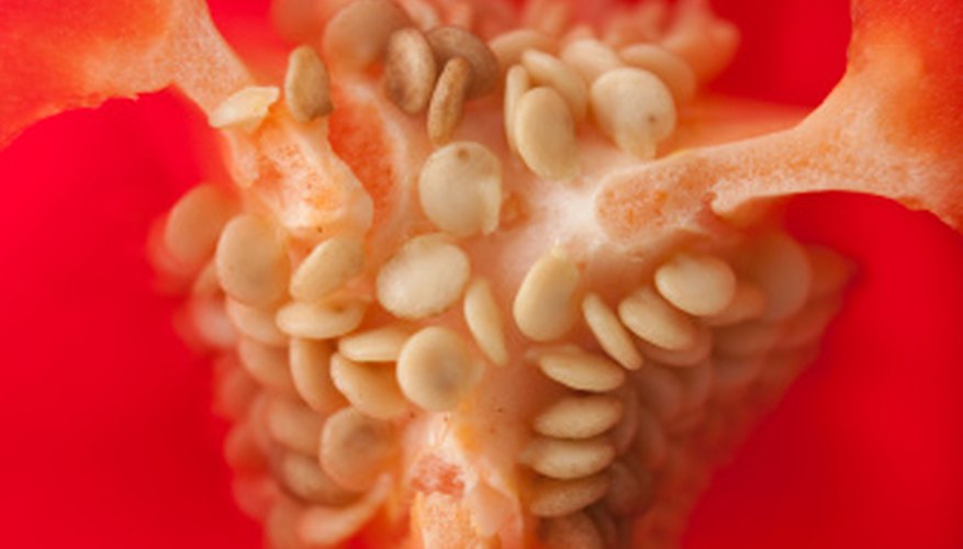 Peppers are the fruit of the capsicum. Peppers are the fruit of the capsicum.