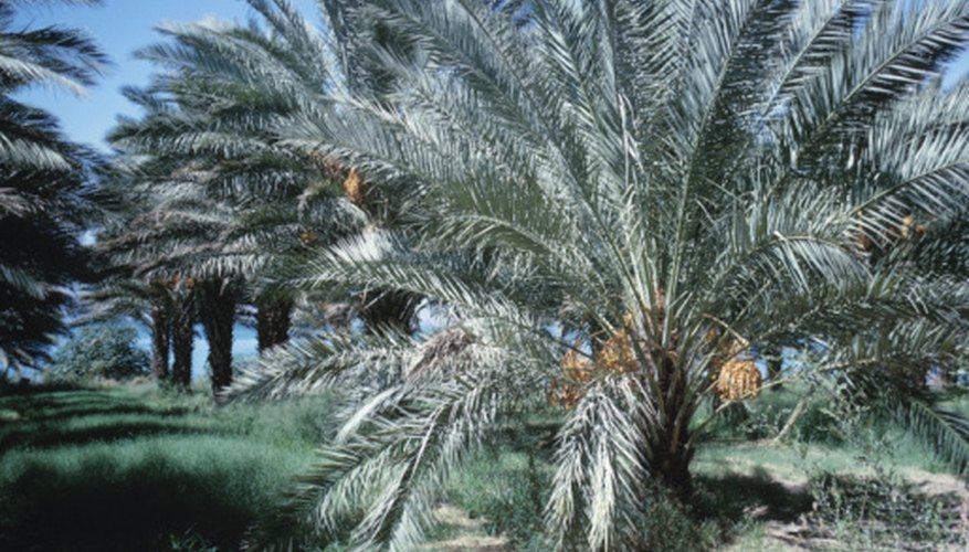 A grove of date palm trees loaded with fruits. A grove of date palm trees loaded with fruits.