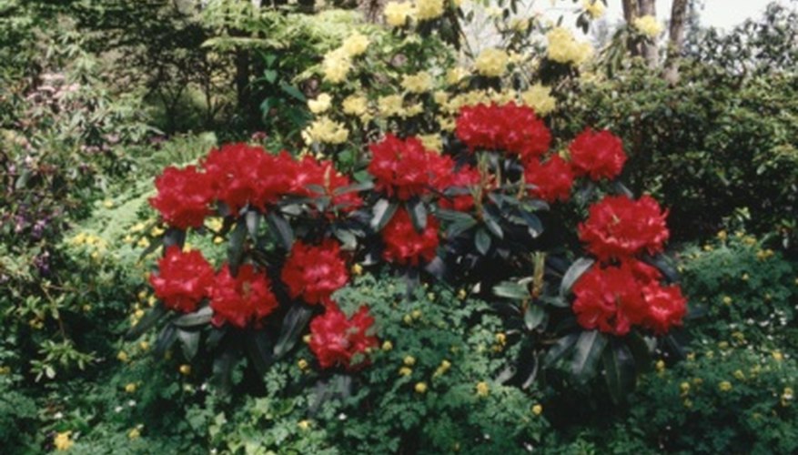 Most rhododendrons are happiest with the protection of larger trees. Most rhododendrons are happiest with the protection of larger trees.