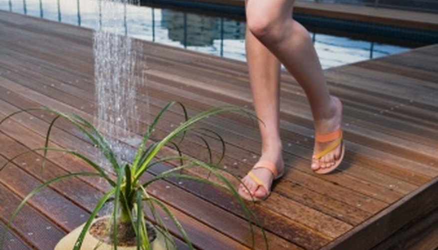 Water newly divided ponytail palms daily until established. Water newly divided ponytail palms daily until established.