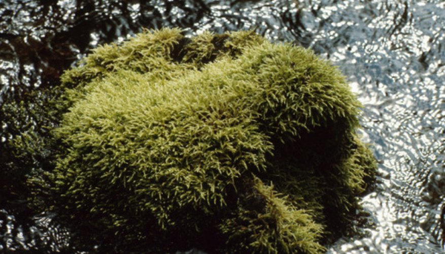 Mosses colonize rocks in damp locations. Mosses colonize rocks in damp locations.
