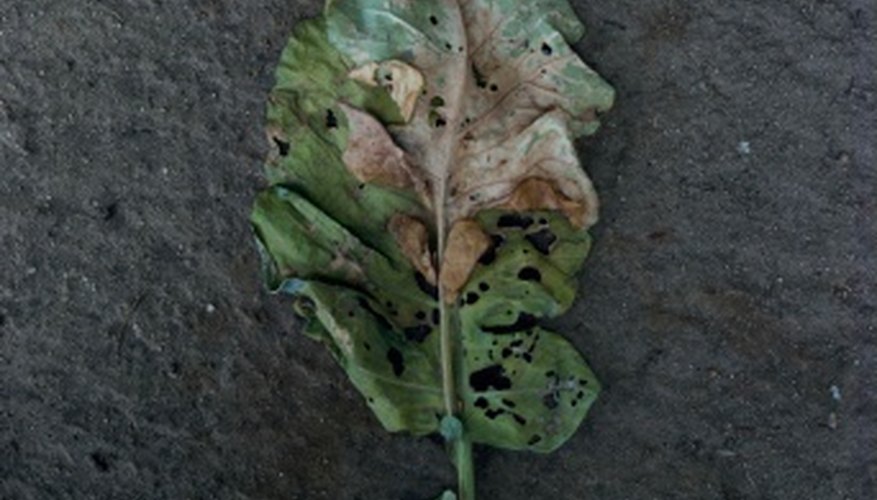 Mealybugs and other insects can damage plant leaves. Mealybugs and other insects can damage plant leaves.