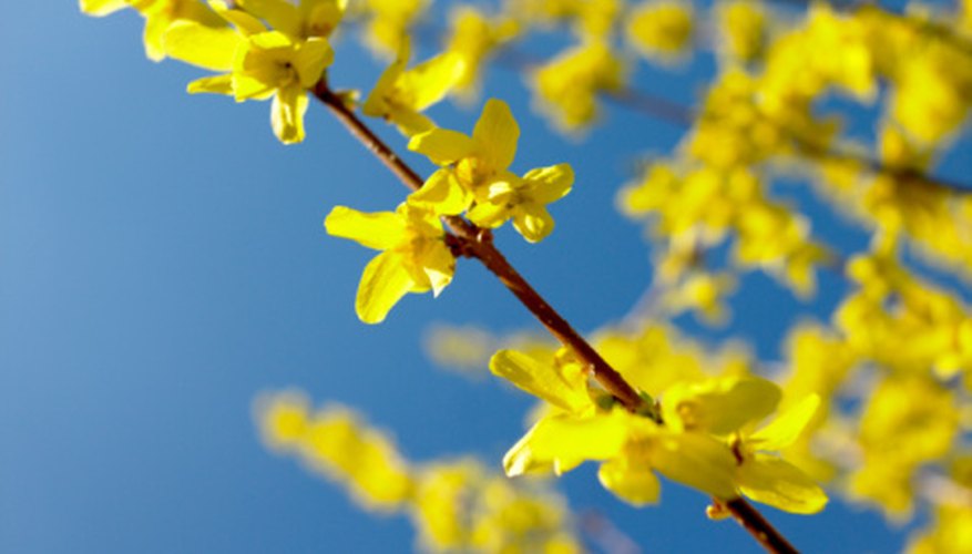 Forsythia is the flowering shrub that assures us spring is coming. Forsythia is the flowering shrub that assures us spring is coming.