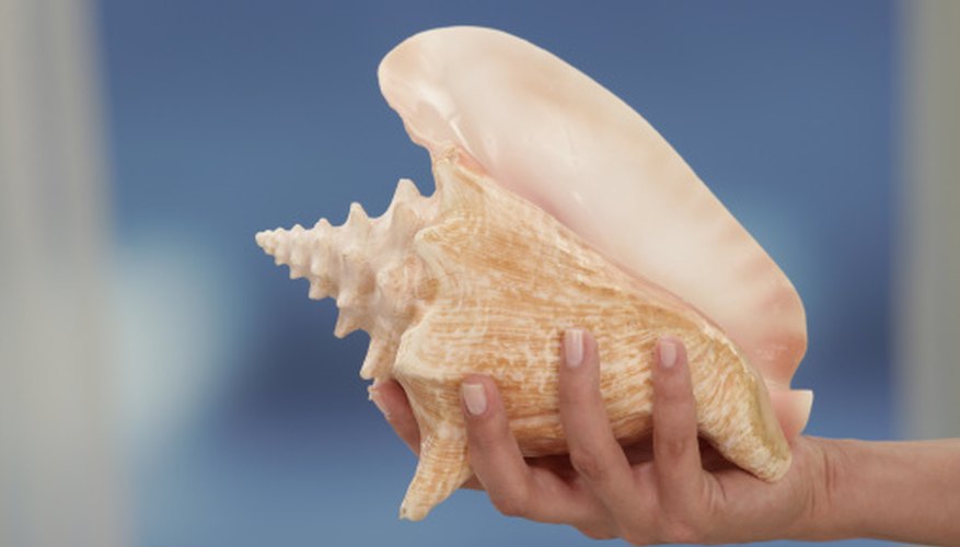 The conch is a prized ingredient in Caribbean cuisine. The conch is a prized ingredient in Caribbean cuisine.