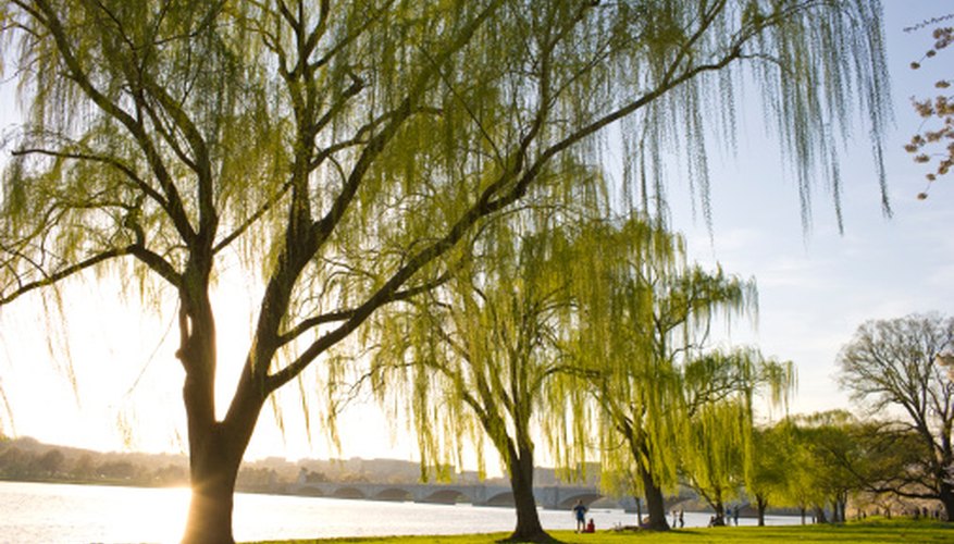 Cuttings turn one willow tree into several new ones. Cuttings turn one willow tree into several new ones.