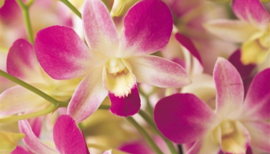 Look to real orchids for inspiration for your silk orchids. Look to real orchids for inspiration for your silk orchids.