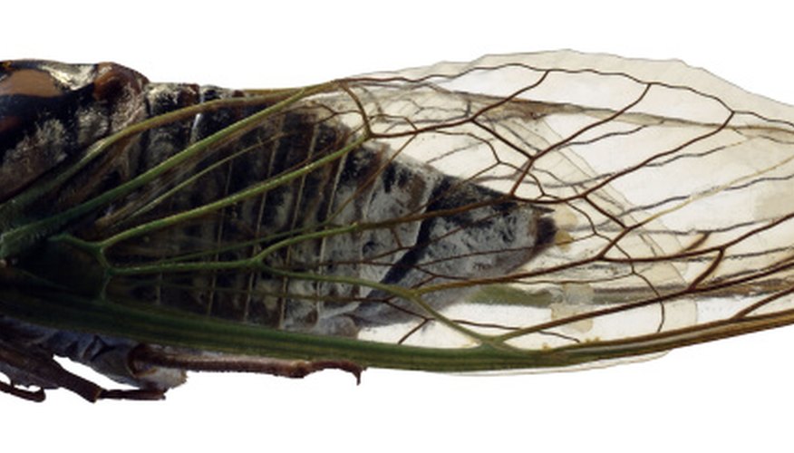 It is estimated that a singular female sand hornet will paralyze more than 100 cicadas like this one during its lifetime. It is estimated that a singular female sand hornet will paralyze more than 100 cicadas like this one during its lifetime.