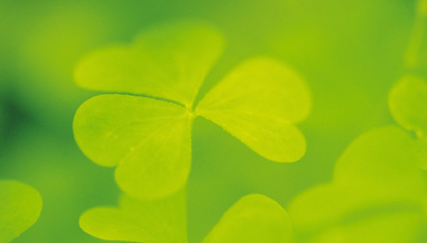 The shamrock is a Christian symbol for the Holy Trinity. The shamrock is a Christian symbol for the Holy Trinity.