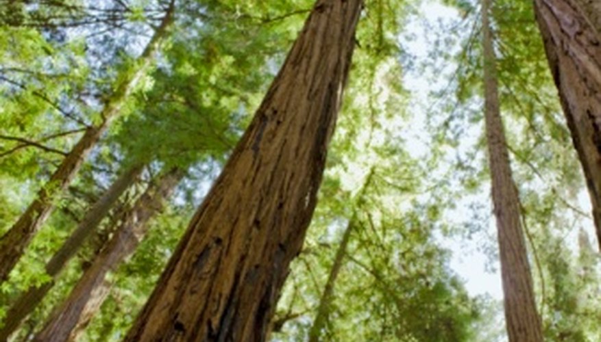 Coastal redwoods are the oldest -- and largest -- trees alive. Coastal redwoods are the oldest -- and largest -- trees alive.