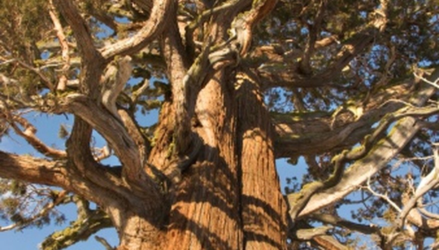 Ponderosa pines grow well in arid regions such as Utah. Ponderosa pines grow well in arid regions such as Utah.