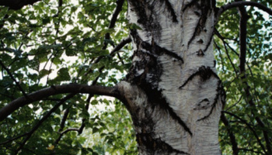 Beech tree Beech tree