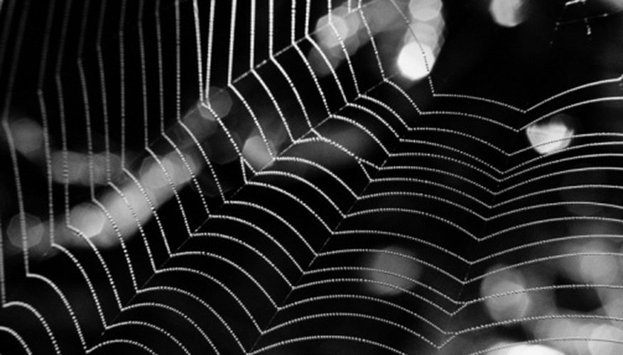 There are several dangerous species of spider found in the USA. There are several dangerous species of spider found in the USA.