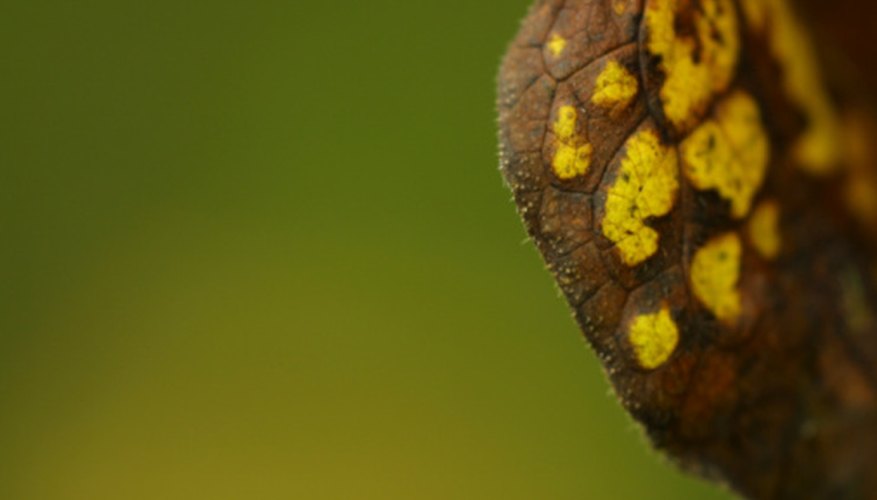 Spotted and discolored leaves can be the result of plant disease. Spotted and discolored leaves can be the result of plant disease.