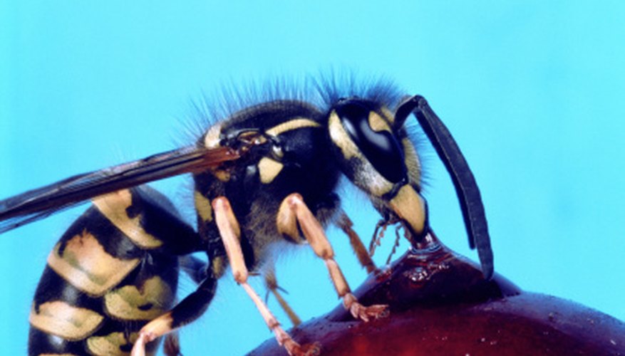 A homemade wasp trap helps make a picnic more enjoyable. A homemade wasp trap helps make a picnic more enjoyable.