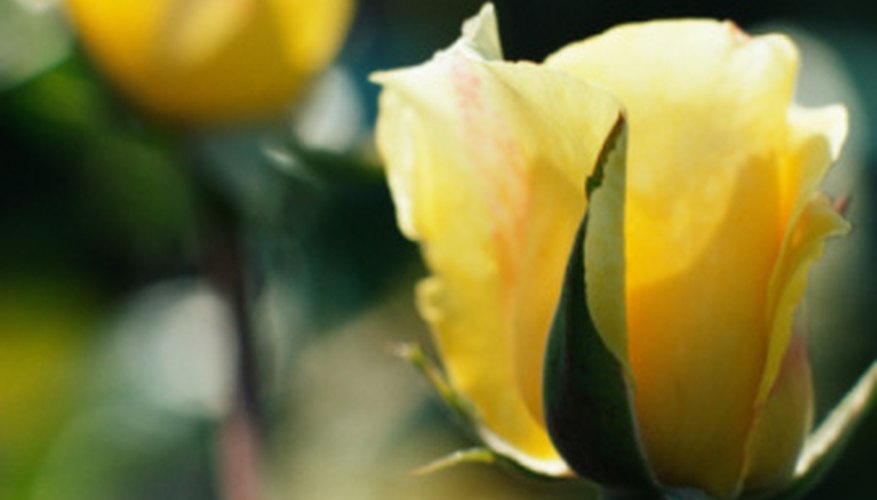Good pruning encourges larger and more abundant flowering. Good pruning encourges larger and more abundant flowering.