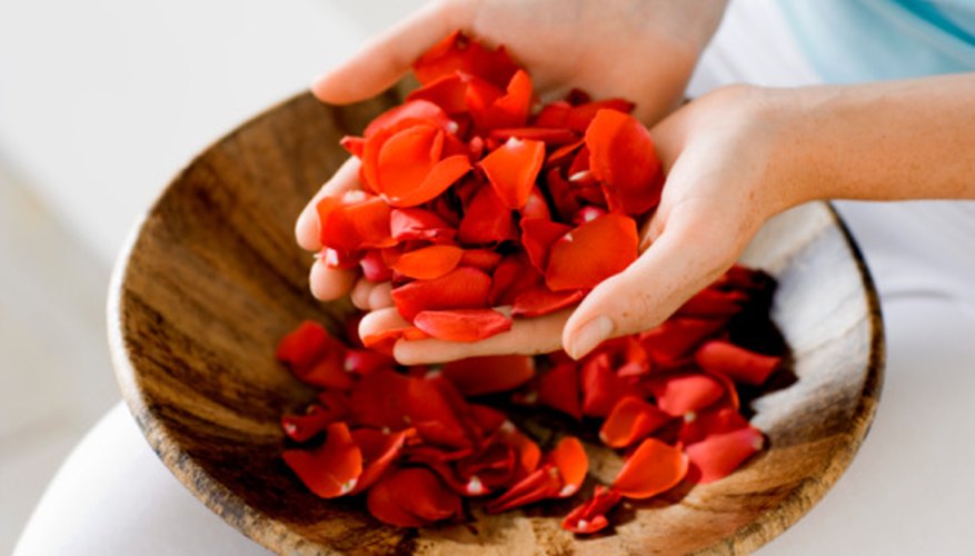 Rose petals can be preserved for months by freeze-drying them. Rose petals can be preserved for months by freeze-drying them.