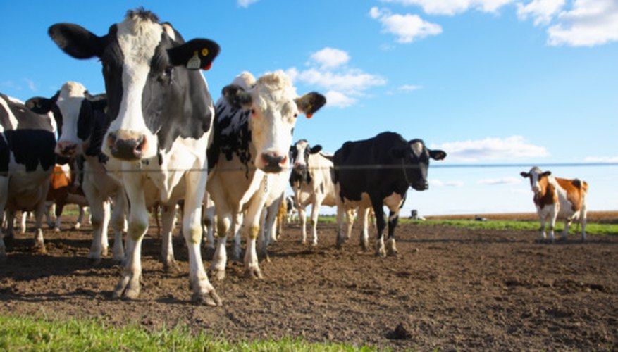 Cow flatulence significantly contributes to greenhouse gases. Cow flatulence significantly contributes to greenhouse gases.