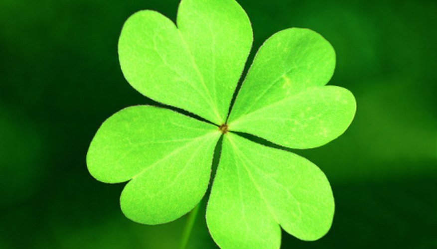 Clover is a weed that can multiply rapidly in your lawn, but you can often kill it. Clover is a weed that can multiply rapidly in your lawn, but you can often kill it.