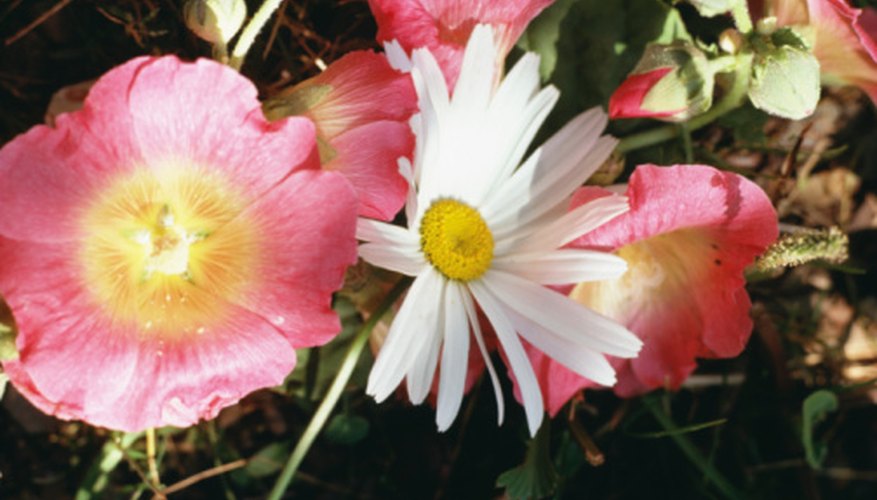 Common hollyhocks have deep taproots and do not transplant well. Common hollyhocks have deep taproots and do not transplant well.