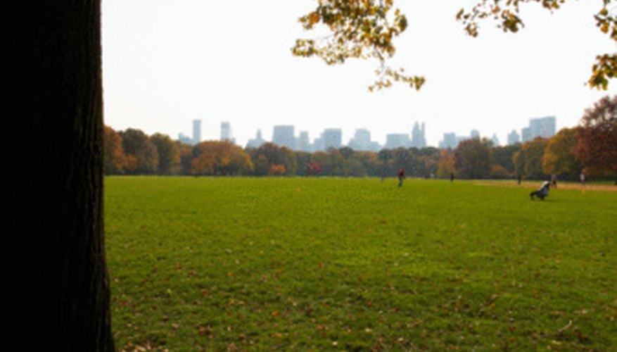 Topsoil preparation is the same for sod and seed. Topsoil preparation is the same for sod and seed.