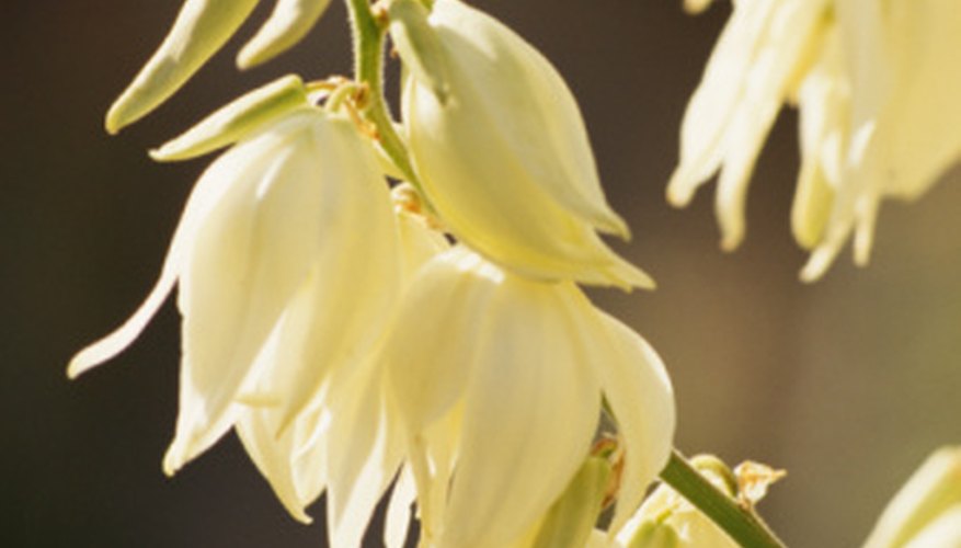 Waxy, white yucca flowers. Waxy, white yucca flowers.