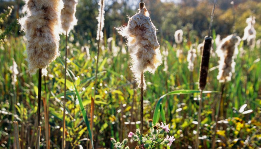 Control cattail pond weeds the old-fashioned way, naturally and organically. Control cattail pond weeds the old-fashioned way, naturally and organically.