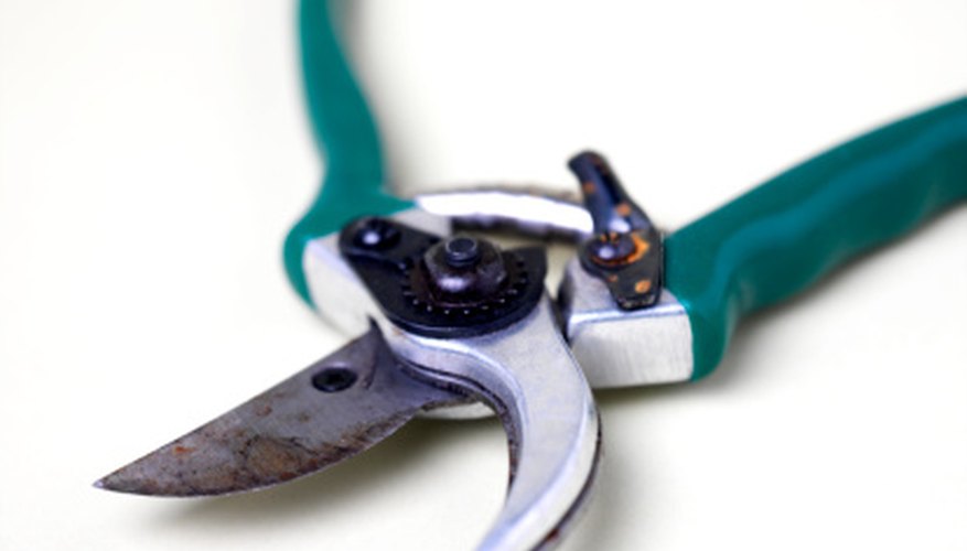 Secateurs easily slice through philodendron stems. Secateurs easily slice through philodendron stems.