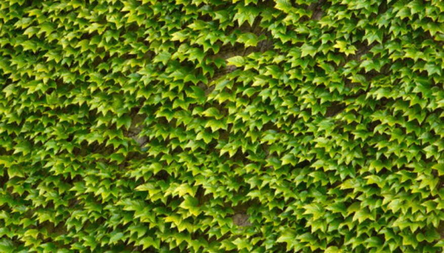 Boxwood hedge options exist that don't have the traditional scent. Boxwood hedge options exist that don't have the traditional scent.
