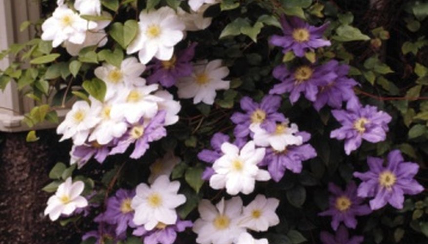Hardy clematis vines survive most winter weather. Hardy clematis vines survive most winter weather.