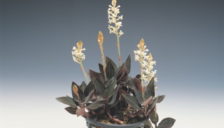 Orchids grow from clasping roots or underground tubers. Orchids grow from clasping roots or underground tubers.