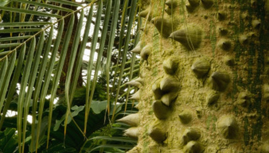Many species of trees have spines or thorns that grown on the trunk or branches. Many species of trees have spines or thorns that grown on the trunk or branches.
