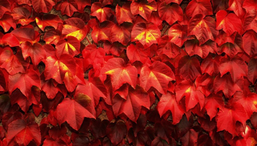 Virginia creeper can blanket an entire tree. Virginia creeper can blanket an entire tree.