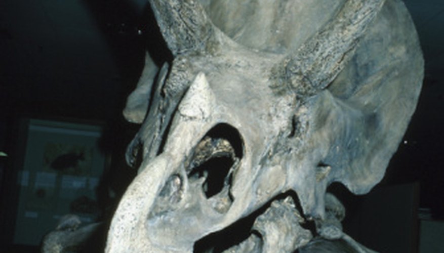 Triceratops -- bones, especially toe bones, lie on the surface in the Badlands. Triceratops -- bones, especially toe bones, lie on the surface in the Badlands.