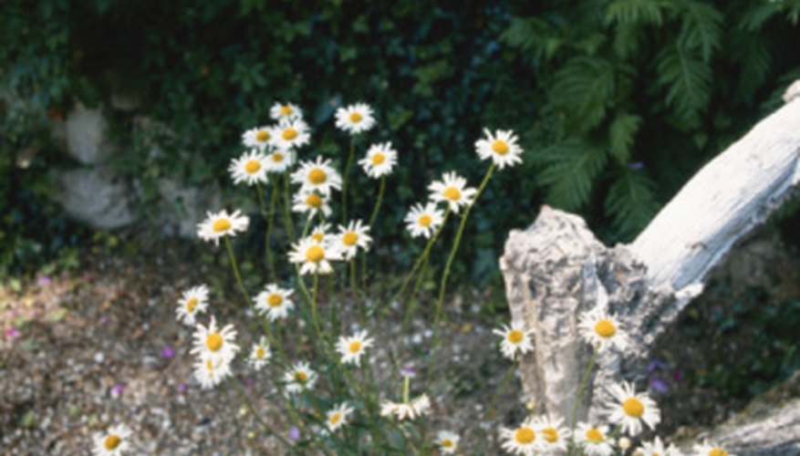 Ox-eye daisies will take root in less-than-perfect soil. Ox-eye daisies will take root in less-than-perfect soil.