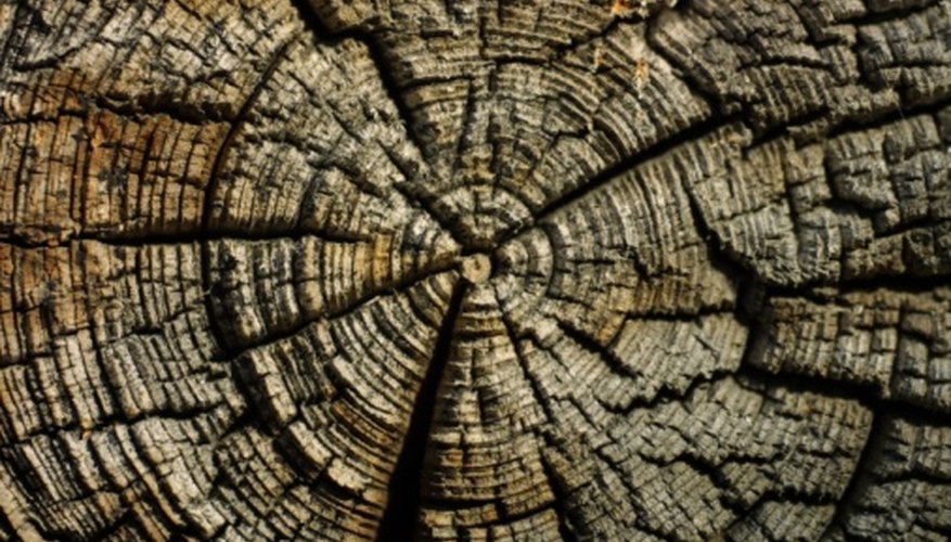 Concentric growth rings, like those of a tree, mean the flower is a dicot. Concentric growth rings, like those of a tree, mean the flower is a dicot.