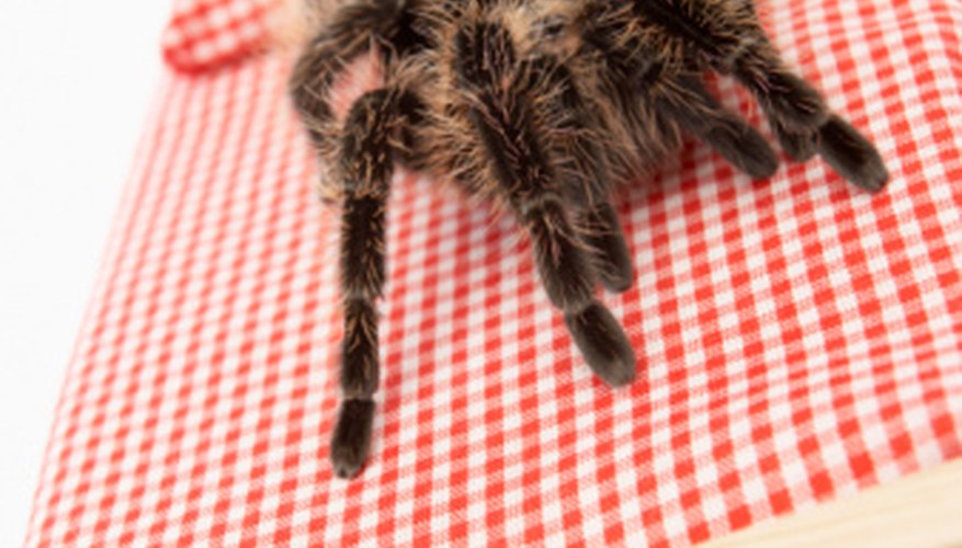 Trapdoor spider bites can be very painful, but they aren't venomous. Trapdoor spider bites can be very painful, but they aren't venomous.