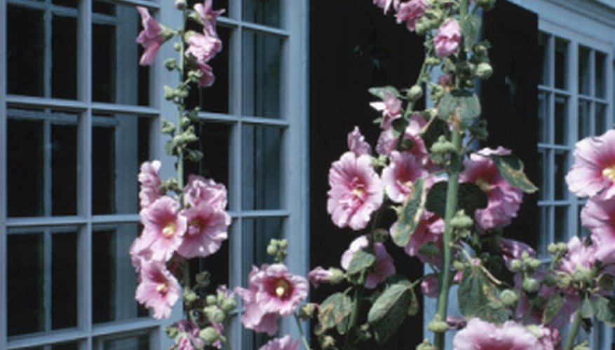 Hollyhocks often suffer from the fungal disease rust. Hollyhocks often suffer from the fungal disease rust.